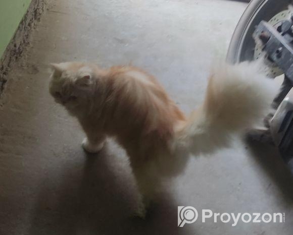 9 Month Pure Persian Female Cat