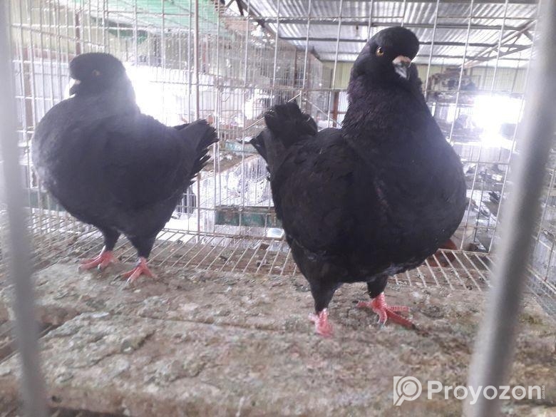 কালো সোকিং রানিং পেয়ার