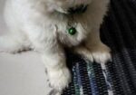 Male Dog