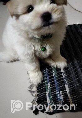 Male Dog