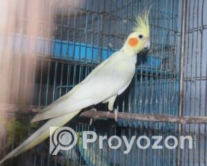 fitted-7_2025-10-28_21-50-46