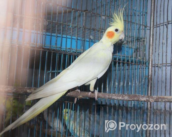 লোটিনো ককাটেইল ফিমেইল (রেড আই)