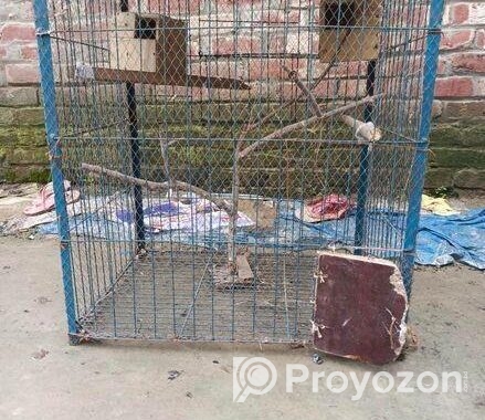 পাখির খাঁচা সেল