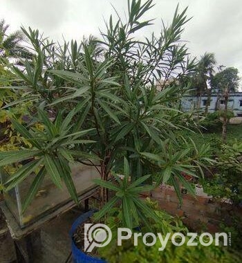 গাছ বিক্রি করা হবে