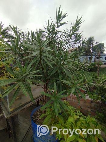 গাছ বিক্রি করা হবে