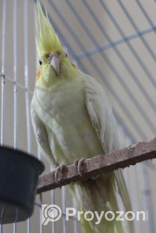 ককাটেল পাখি