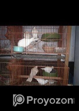 খাঁচা এবং কবুতর বিক্রি হবে
