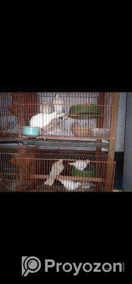 খাঁচা এবং কবুতর বিক্রি হবে