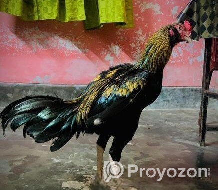 মুরগি সেল হবে