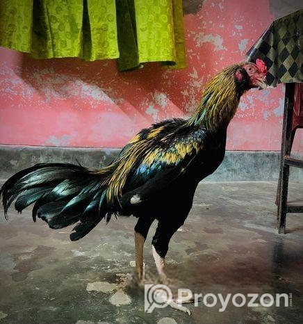 মুরগি সেল হবে