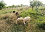 Land Sell