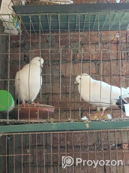 হাইফ্লাইং কবুতর