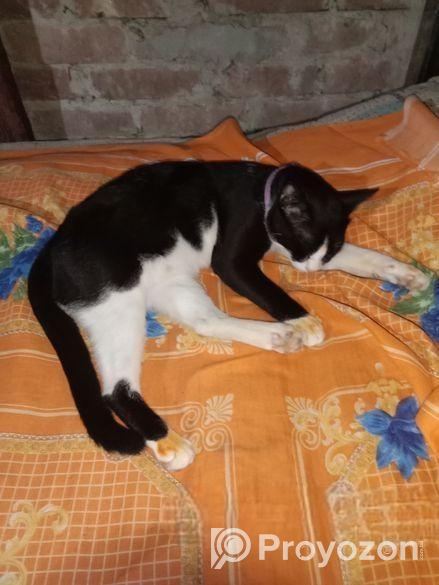 একটা সুন্দর বিড়াল বিক্রয় হবে