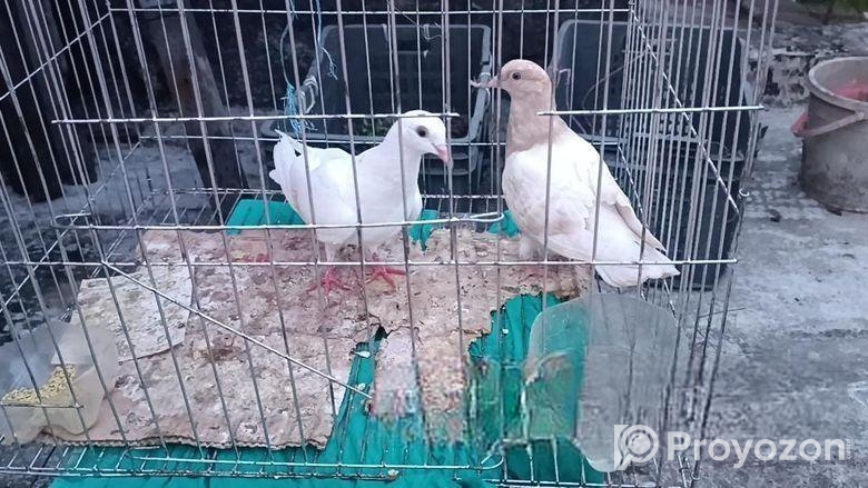 সুস্থ সবল কবুতর বিক্রি