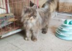 Persian adult female cat (Long coat)