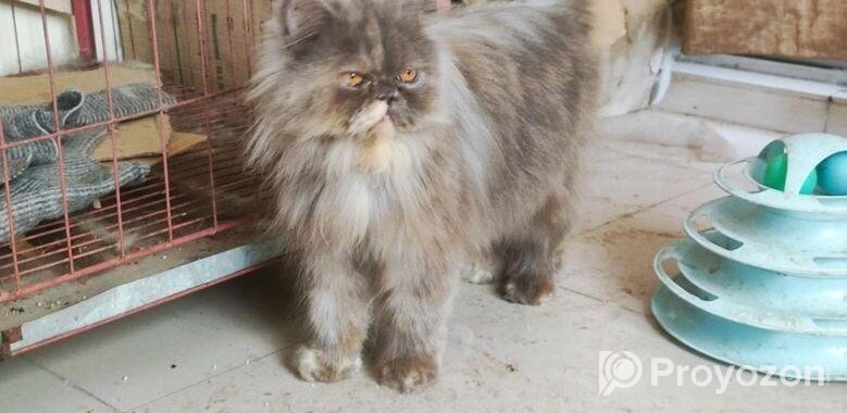 Persian adult female cat (Long coat)