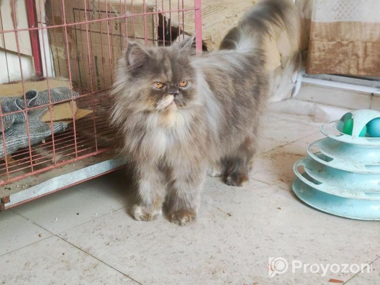 Persian adult female cat (Long coat)