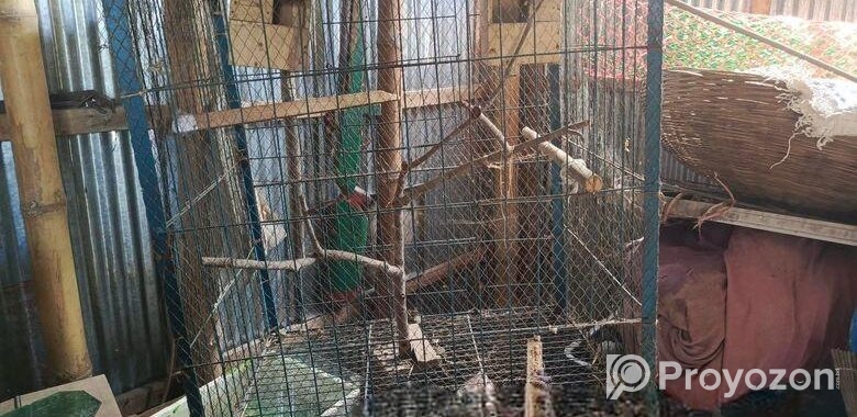 পাখির খাঁচা সেল