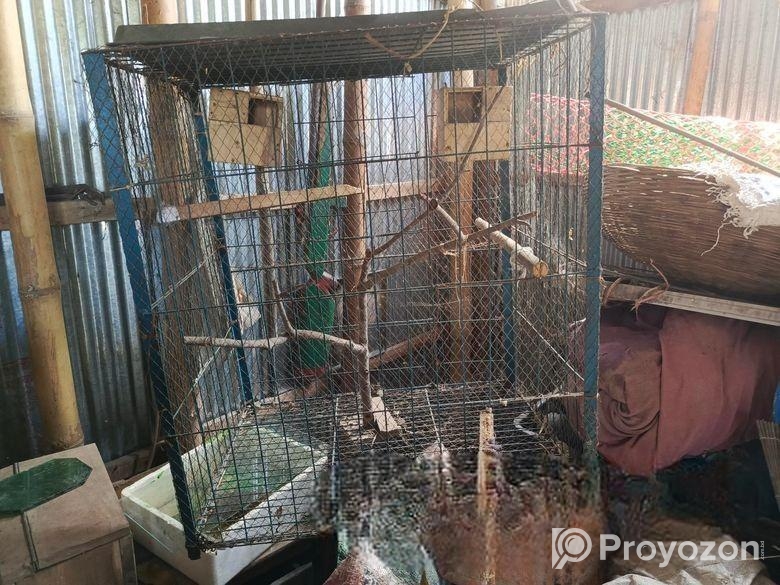 পাখির খাঁচা সেল