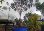 গাছ বিক্রি করা হবে