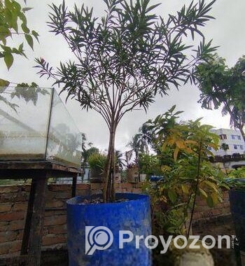 গাছ বিক্রি করা হবে