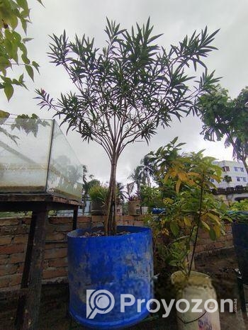 গাছ বিক্রি করা হবে