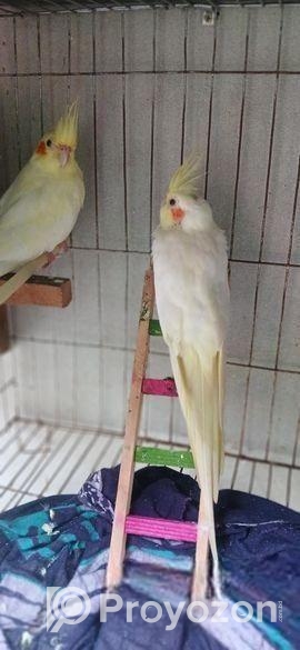 কোকাটেল সেইল হবে