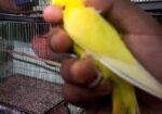 Banglish Lutino Male Big Size
