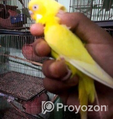 Banglish Lutino Male Big Size