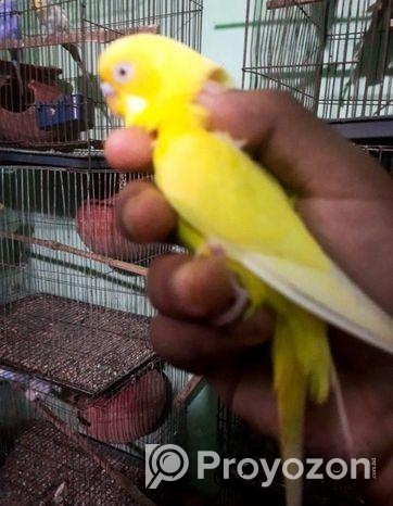 Banglish Lutino Male Big Size