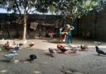 খাঁচা এবং কবুতর বিক্রি হবে
