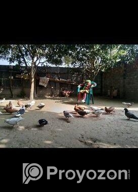 খাঁচা এবং কবুতর বিক্রি হবে