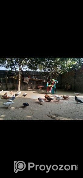 খাঁচা এবং কবুতর বিক্রি হবে