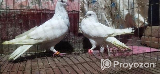 রাজশাহী হাই ফ্লায়ার বাজি গরম, গিরিবাজ