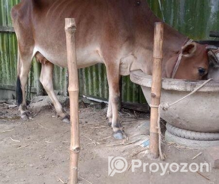 গাভী বিক্রি করা হবে