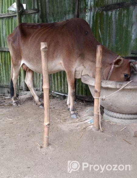 গাভী বিক্রি করা হবে