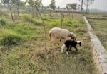 Land Sell