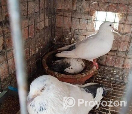 কবুতর