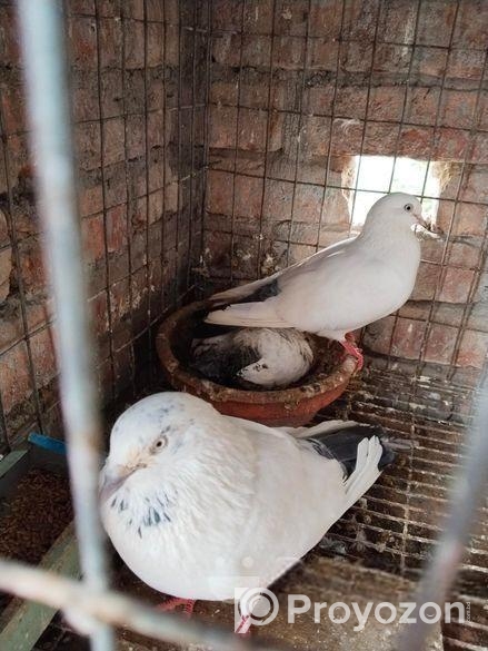 হাইফ্লাইং কবুতর