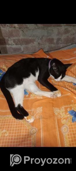 একটা সুন্দর বিড়াল বিক্রয় হবে