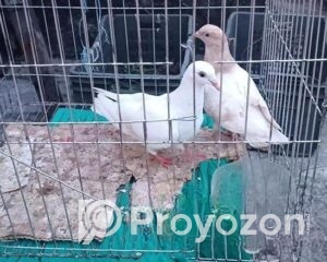 fitted-81_2025-10-28_09-56-47