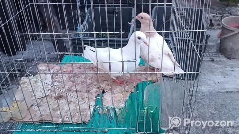 সুস্থ সবল কবুতর বিক্রি