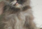 Persian adult female cat (Long coat)