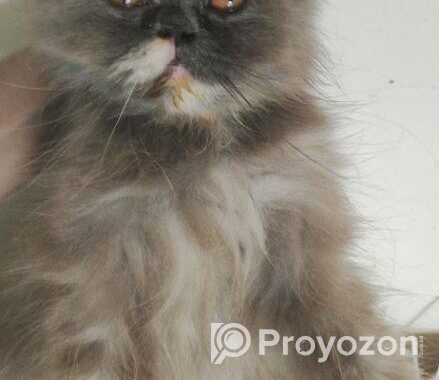 Persian adult female cat (Long coat)