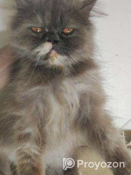 Persian adult female cat (Long coat)