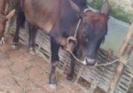 দেশি আড়িয়া গরু