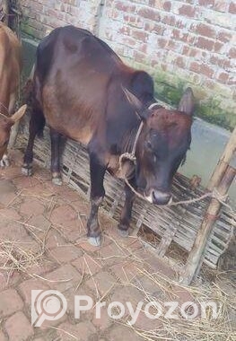 দেশি আড়িয়া গরু