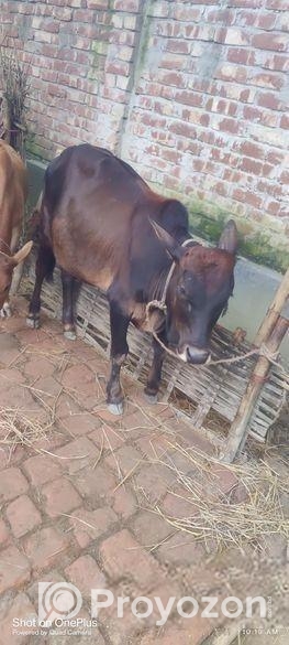 দেশি আড়িয়া গরু