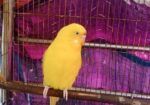 Banglish Lutino Male Big Size