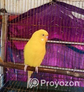 Banglish Lutino Male Big Size